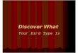 Your Bird Type!