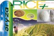 11th september,2015 daily exclusive oryza rice e newsletter by riceplus magazine