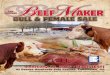 Beef Maker Bull & Female Sale