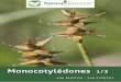 061 monocotylédones