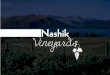 Enjoy Harvest Season At Soma Vineyard in Nashik!