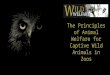 Wild Welfare - IVSA presentation