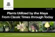 Plants Utilized by the Maya From Classic Times through Today