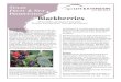 Fruit & Nut Production – Blackberries