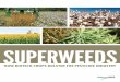 Superweeds â€¢ How Biotech Crops Bolster the Pesticide Industry