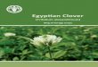 Egyptian Clover (Trifolium alexandrinum)