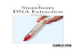 Strawberry DNA Extraction TM.qxd