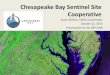 Sarah Wilkins - Chesapeake Bay Sentinel Site Cooperative