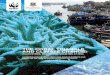 The Coral Triangle and Climate Change: Ecosystems, People and 