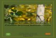 Aspen Restoration Strategy Fremont-Winema National Forest