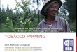 Tobacco Farming in Indonesia