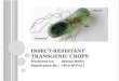 Presentation insect resistant transgenic crops  ahmad madni (21-12-2016)