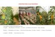 Green house ppt