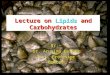 Lipids and Carbohydrate