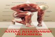 Большой иллюстрированный атлас анатомии человека - 2016