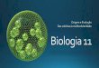 Biologia 11 (origem e evolução   colónias)