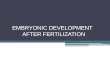 Embryonic development after fertilization
