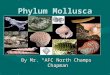 Phylum Mollusca Intro Notes