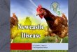 Newcastle disease outbreak in region III by Dr E Lapuz