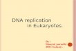 Dna replication eukaryotes