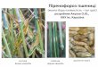 7_Загальна та сільськогосподарська фітопатологія. Піренофороз пшениці