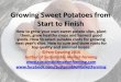 Growing sweet potatoes from start to finish Pam Dawling 2016