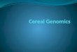 Cereal genomics