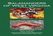 Salamanders of West Virginia