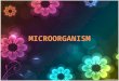1 3usefulmicroorganism-110131110439-phpapp02 (1)