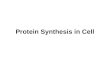Protein synthesis in cell