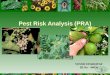 Pest risk analysis
