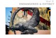 Artist Showcase - Endangered & Extinct