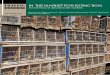 In the Market for Extinction: An inventory of Jakarta's bird markets 