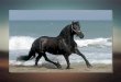 WONDERFUL  HORSES         LOVAK