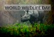Nishan Kohli -Save Wild Life