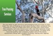 Tree pruning in perth