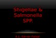 Shigella & salmonella