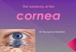 Anatomy of the cornea