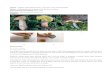 Fungi mushroom collection and identification