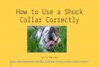 How to Use a Shock Collar Correctly