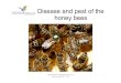 Beekeeping theory   disease and pests of honey bee