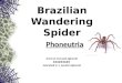 Brazilian wandering spiders