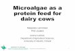 Microalgae as a protein feed for dairy cows