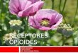 Receptores opioides