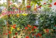 Wonderful garden 6