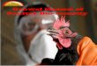 Growel Manual of Poultry Bio-Security