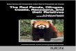 The Red Panda, Olingos, Coatis, Reccoons, and their Relatives