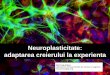 Neuroplasticitate: adaptarea creierului la experienta