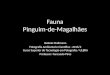 Fauna - Pinguim-de-Magalhães