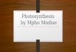 powerpoint presentation of photosynthesis